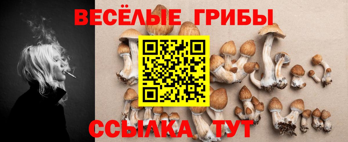 Киселёвск  Галлюциногенные грибы Psilocybe  Вход с VPN 